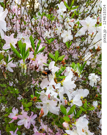 Bumblebee flying near white and pink rhododendron flowers pruhonice, Floral Background with Copy Space 124618354