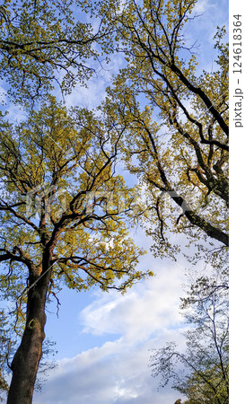 Spring foliage reaching for the cloudy sky in jesenice, czechia 124618364
