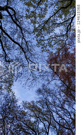 Canopy of trees reaching for the blue sky in pruhonice park Canopy of trees reaching for the blue sky in pruhonice park 124618368