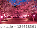ライトアップされた夜桜 124618391