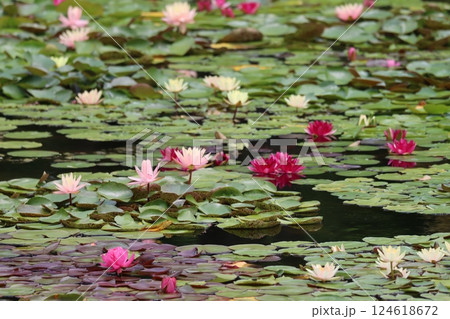 大倫の花が水面に浮くように咲く睡蓮の花ー壱 124618672