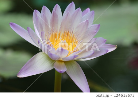 水の妖精と称されるスイレンの花ー四 124618673