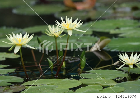 大倫の花が水面に浮くように咲く睡蓮の花 124618674