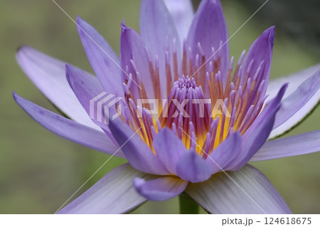水の妖精と称されるスイレンの花ー参 水の妖精と称されるスイレンの花ー参 124618675