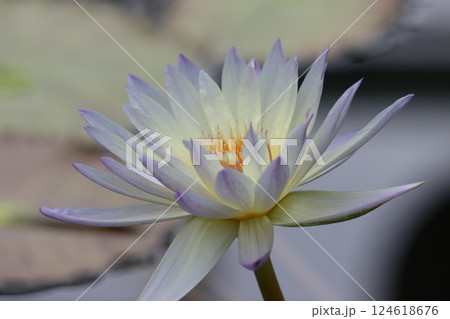 水の妖精と称される睡蓮の花－弐 124618676
