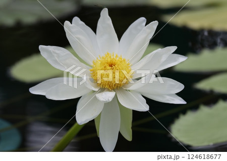 水の妖精と称されるスイレンの花ー壱 124618677