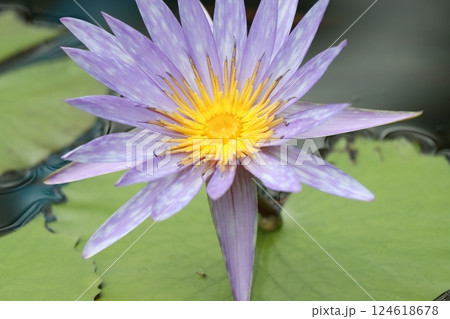 水の妖精と称されるスイレンの花 124618678