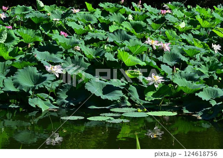 蓮の花のある風景 124618756