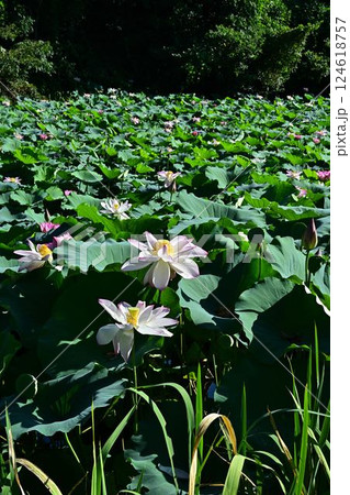 蓮の花のある風景 124618757