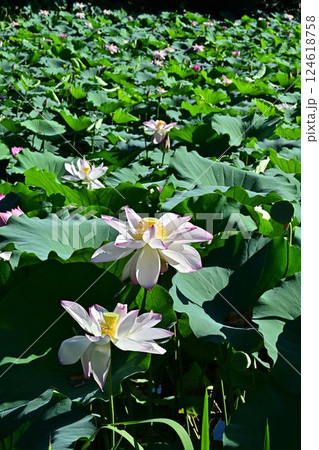 蓮の花のある風景 蓮の花のある風景 124618758