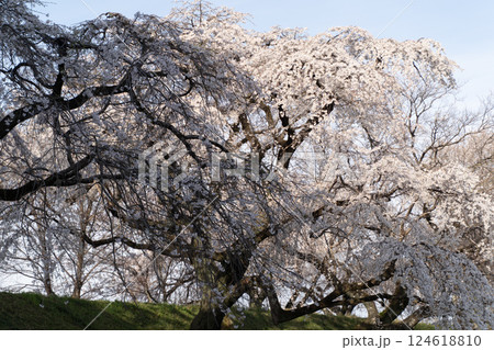 枝垂れ桜が織りなす幻想的な春の絶景① 124618810