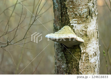 Polypore growing on a tree trunk Polypore growing on a tree trunk 124618833