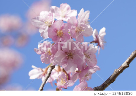 春の訪れを告げるふんわり河津桜 青空 春の訪れを告げるふんわり河津桜 青空 124618850