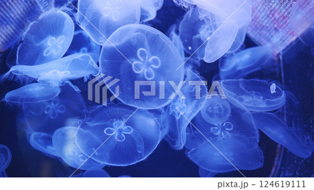 Moon jellyfish swimming in dark blue water creating a beautiful underwater scene Moon jellyfish swimming in dark blue water creating a beautiful underwater scene 124619111