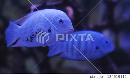 Two blue fish swimming underwater in dark aquarium Two blue fish swimming underwater in dark aquarium 124619112