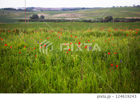 Red poppies bloom vibrantly in a lush green field under a cloudy sky 124619243