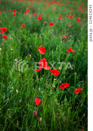 Vibrant red poppies bloom in a lush green field, creating a stunning summer meadow scene 124619245