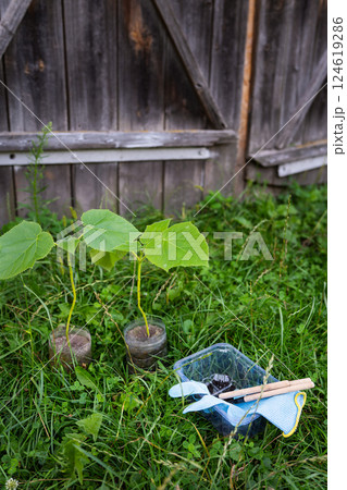 Young saplings planted in recycled plastic bottles near a rustic wooden fence, showcasing sustainable gardening 124619286