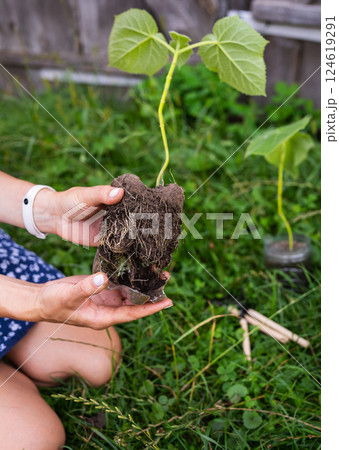 A close-up of hands holding a seedling with visible roots, prepared for planting in a garden, surrounded by lush greenery 124619291