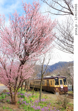 わたらせ渓谷鐵道「桜の花咲く上神梅駅と列車」 124619466