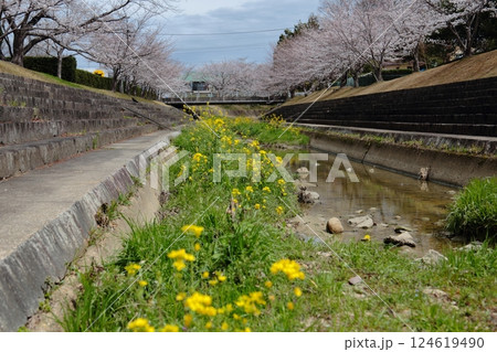川沿いに咲く菜の花と桜 川沿いに咲く菜の花と桜 124619490
