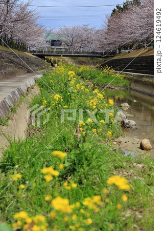 川沿いに咲く菜の花と桜 124619492