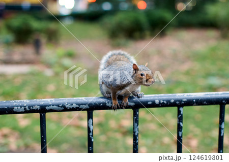 New York City squirrel in the city center 124619801