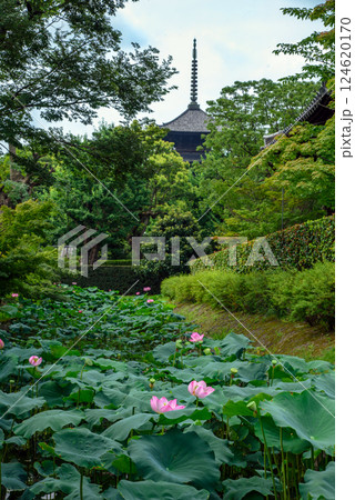 東寺の五重塔を背景に咲くピンクの蓮 東寺の五重塔を背景に咲くピンクの蓮 124620170