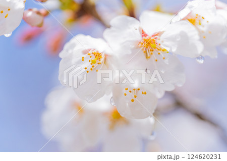 桜の花　マクロ撮影 124620231