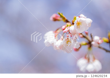 桜の花　マクロ撮影 124620234
