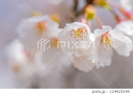 桜の花　マクロ撮影 124620240