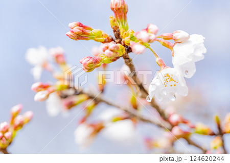 桜の花 マクロ撮影 桜の花 マクロ撮影 124620244