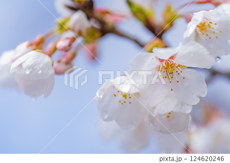 桜の花　マクロ撮影 124620246