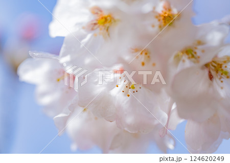 桜の花　マクロ撮影 124620249