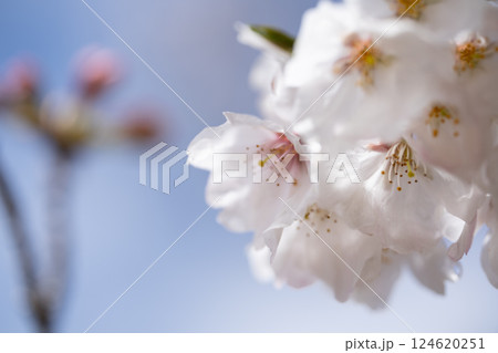 桜の花　マクロ撮影 124620251