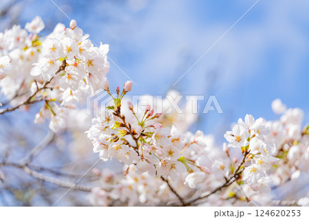 桜の花　マクロ撮影 124620253