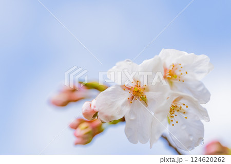 桜の花 マクロ撮影 桜の花 マクロ撮影 124620262