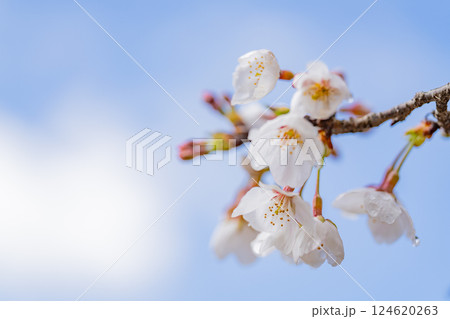 桜の花　マクロ撮影 124620263