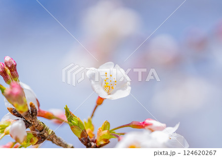 桜の花　マクロ撮影 124620267