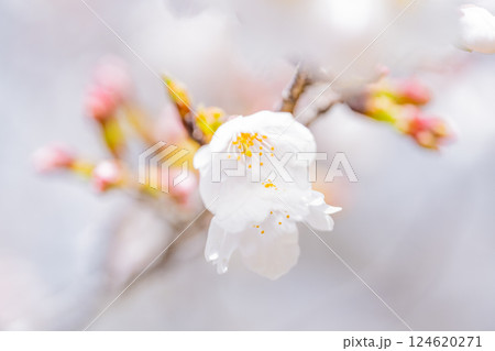 桜の花　マクロ撮影 124620271