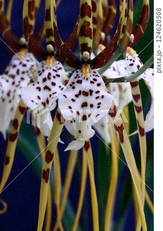 迫力ある美しさ洋ランブラッシア 迫力ある美しさ洋ランブラッシア 124620308