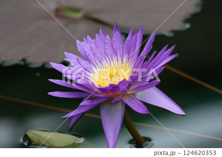 鮮やかな色合いで人の心を魅了する睡蓮花ー壱 124620353