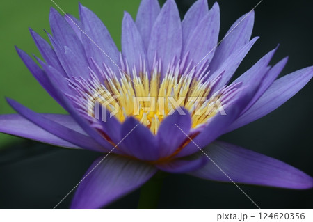 鮮やかな色合いで人の心を魅了する睡蓮花ー四 124620356