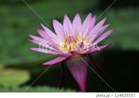 鮮やかな色合いで人の心を魅了する睡蓮花ー五 鮮やかな色合いで人の心を魅了する睡蓮花ー五 124620357