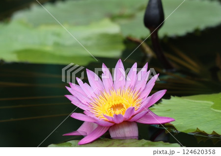 鮮やかな色合いで人の心を魅了する睡蓮花ー六 124620358