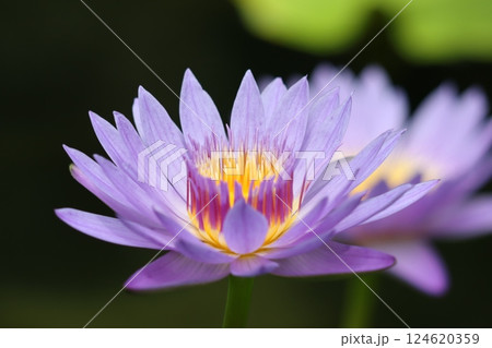 鮮やかな色合いで人の心を魅了する睡蓮花ー七 124620359