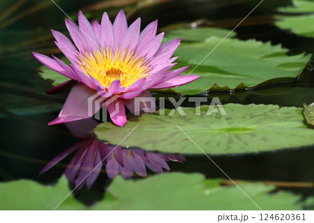 鮮やかな色合いで人の心を魅了する睡蓮花ー拾 124620361