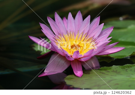 鮮やかな色合いで人の心を魅了する睡蓮花ー拾 124620362