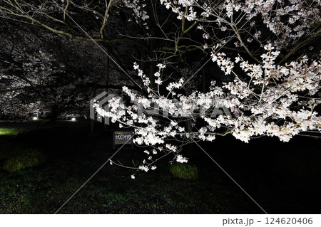 天平の丘公園　淡墨桜　ライトアップ 124620406