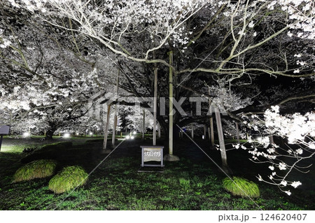 天平の丘公園　淡墨桜　ライトアップ 124620407
